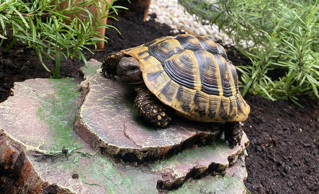 2 männliche Landschildkröten in gute Hände abzugeben