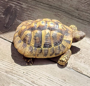 Männliche Griechische Landschildkröte sucht neues Zuhause 🍀