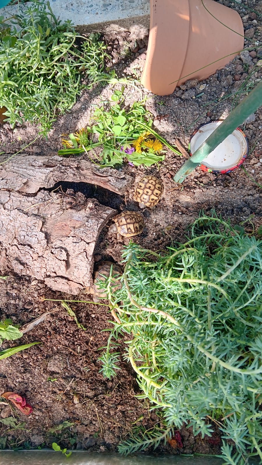 Griechische Schildkröten NZ 2024 zu verkaufen