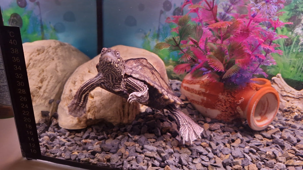 Wasserschildkröte weiblich