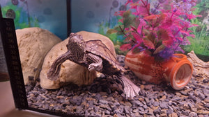 Wasserschildkröte weiblich