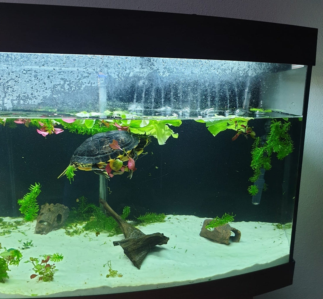 Gelbwangenschildkröte + Juwel Rio 450