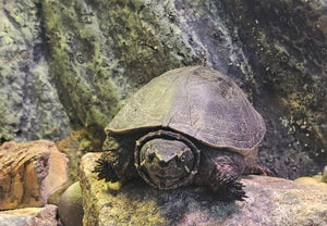 Moschus Wasserschildkröten