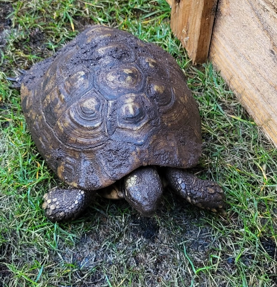 Griechische Landschildkröte, 25 Jahre,  benötigt neues Zuhause