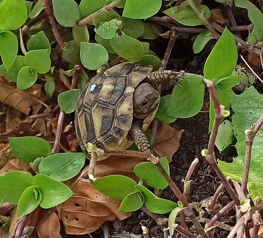 Griechische Landschildkröten NZ aus dem Vorjahr