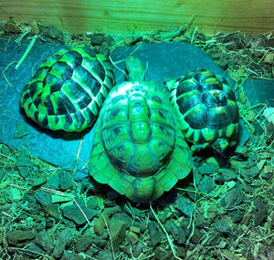 Liebevolles Zuhause für unsere süße Griechische Landschildkröte gesucht