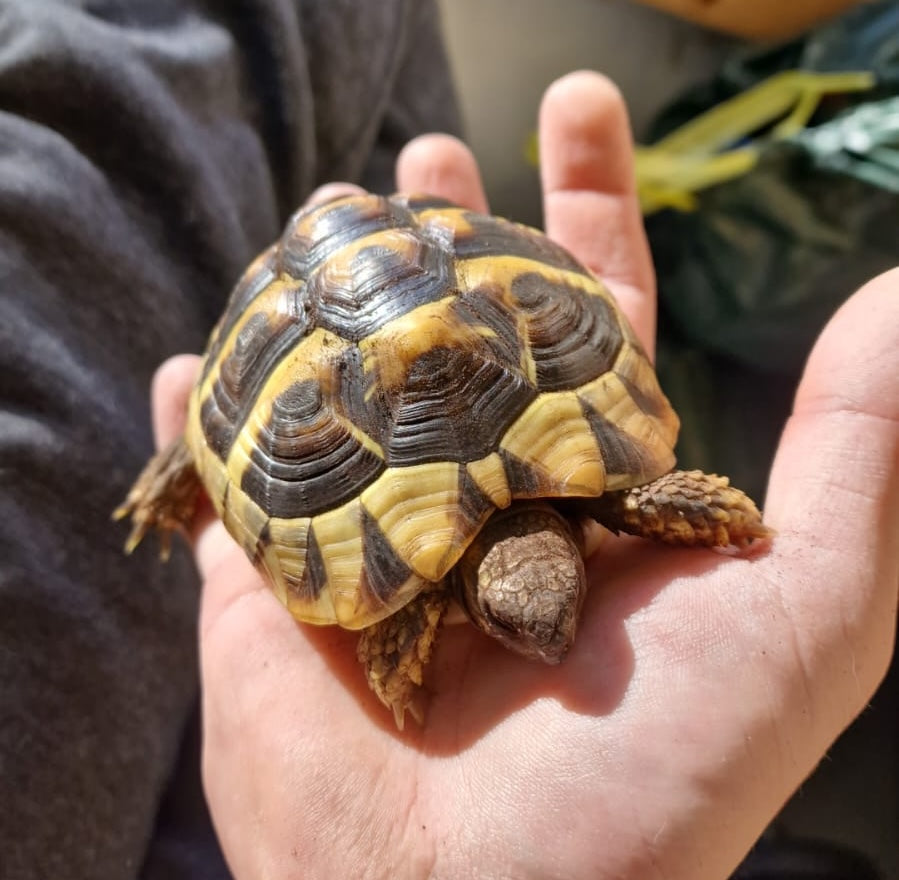 Griechische Landschildkröte