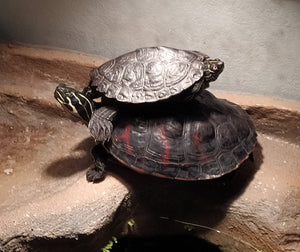 Schmuckschildkröten abzugeben