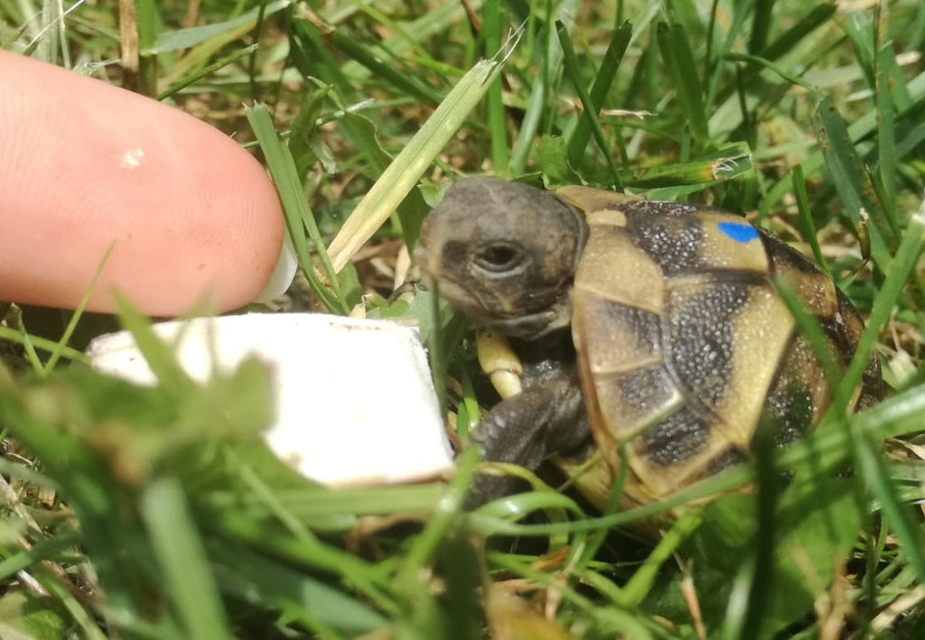Griechische Landschildkröten (hermanni hermanni) zu verkaufen