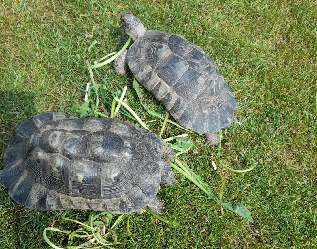 Griechische Landschildkröten Jahrgang 2004