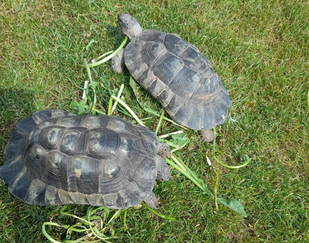 Griechische Landschildkröten Jahrgang 2004