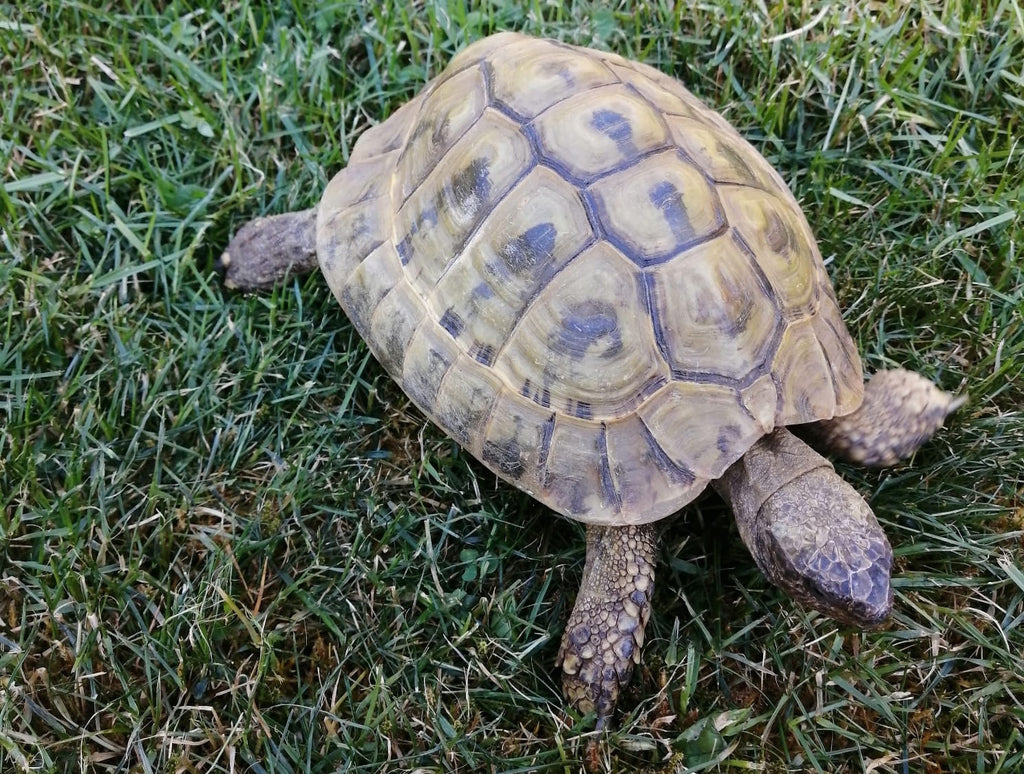 Griechische Landschildkröte