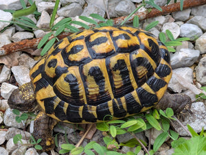 3 männliche Landschildkröten