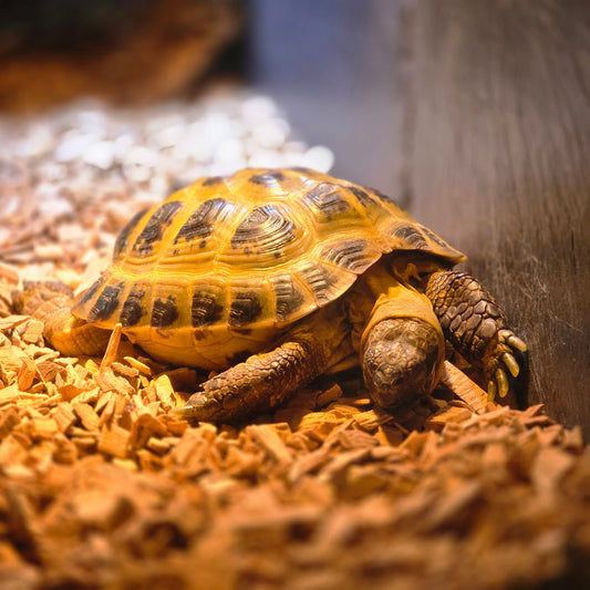 Russische Steppenschildkröten, Geburt 11/2017