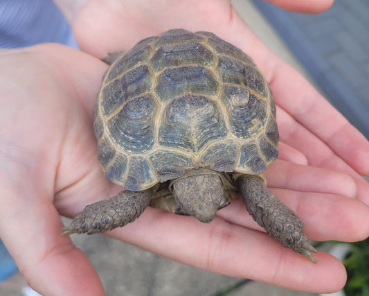 Russische Vierzehen Landschildkröten NZ 2024+2025