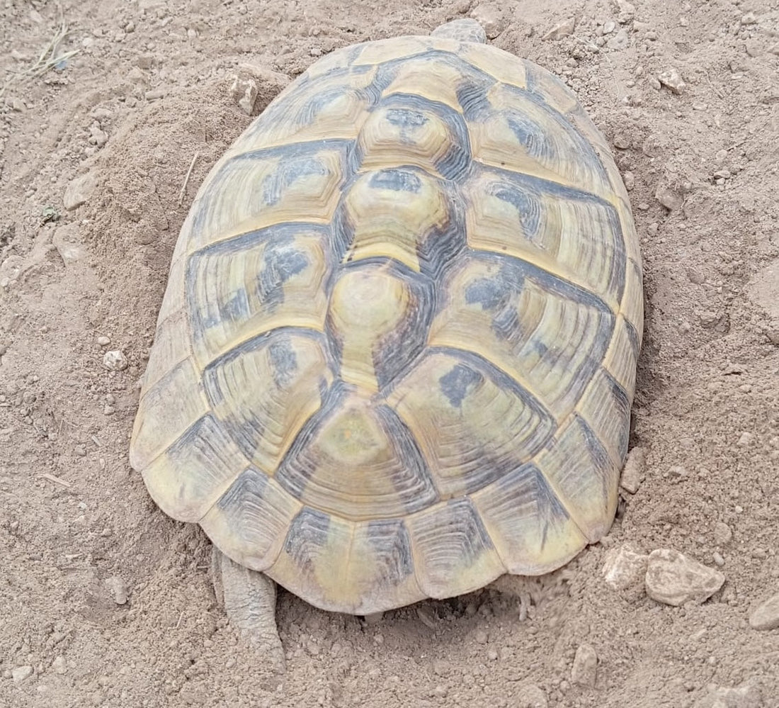 Weibliche griechische Landschildkröten