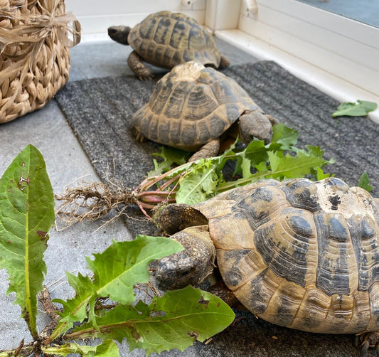 6 griechische Landschildkröten THB abzugeben