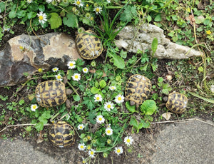 Griechische Landschildkröten NZ 2023 zu verkaufen