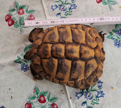 Männliche griechische Landschildkröte, geb. 2007 abzugeben