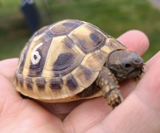 Biete Griechische Landschildkröten Babys THB