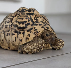 Pantherschildkröten Männchen 14 Jahre abzugeben
