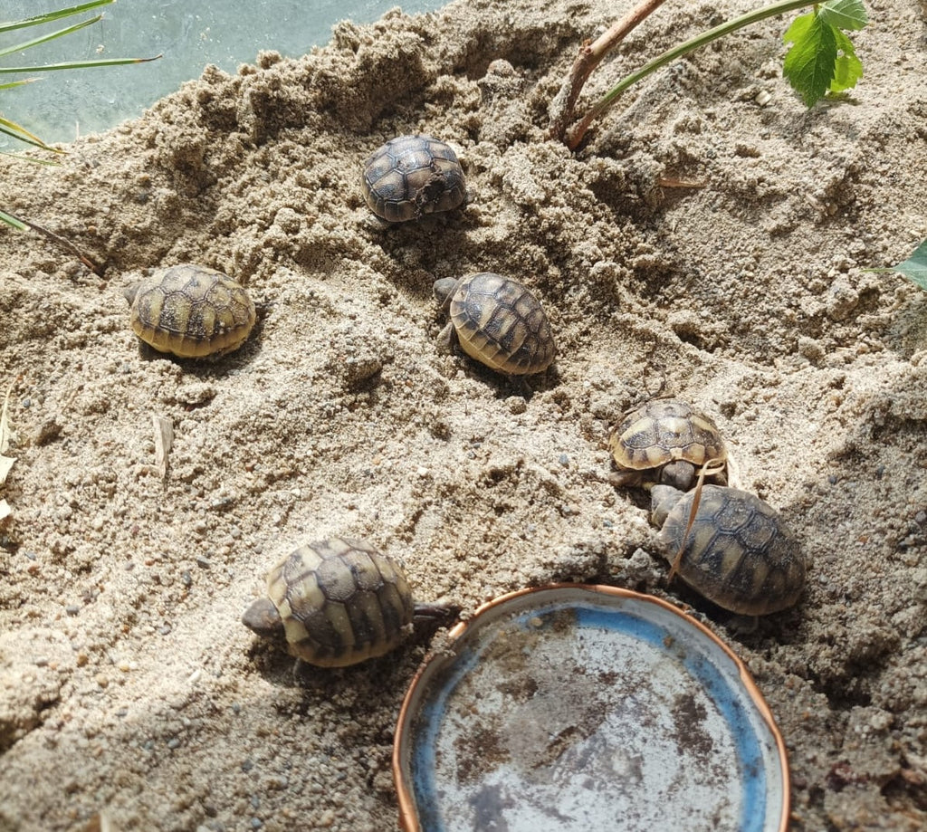 Griechische Landschildkröten