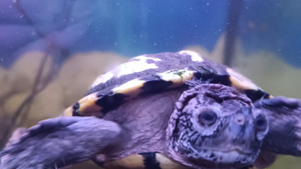 Wasserschildkröte mit Becken