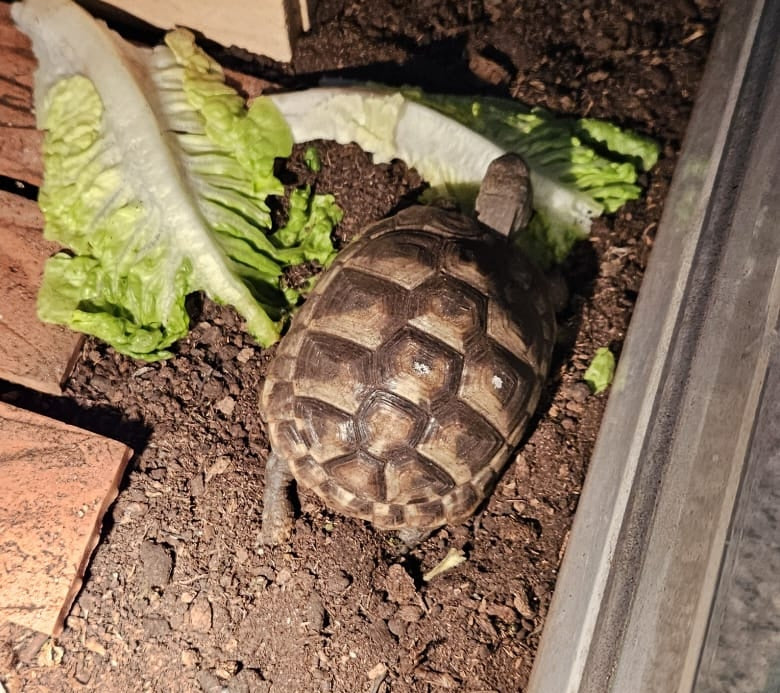 2 Griechische Landschildkröten