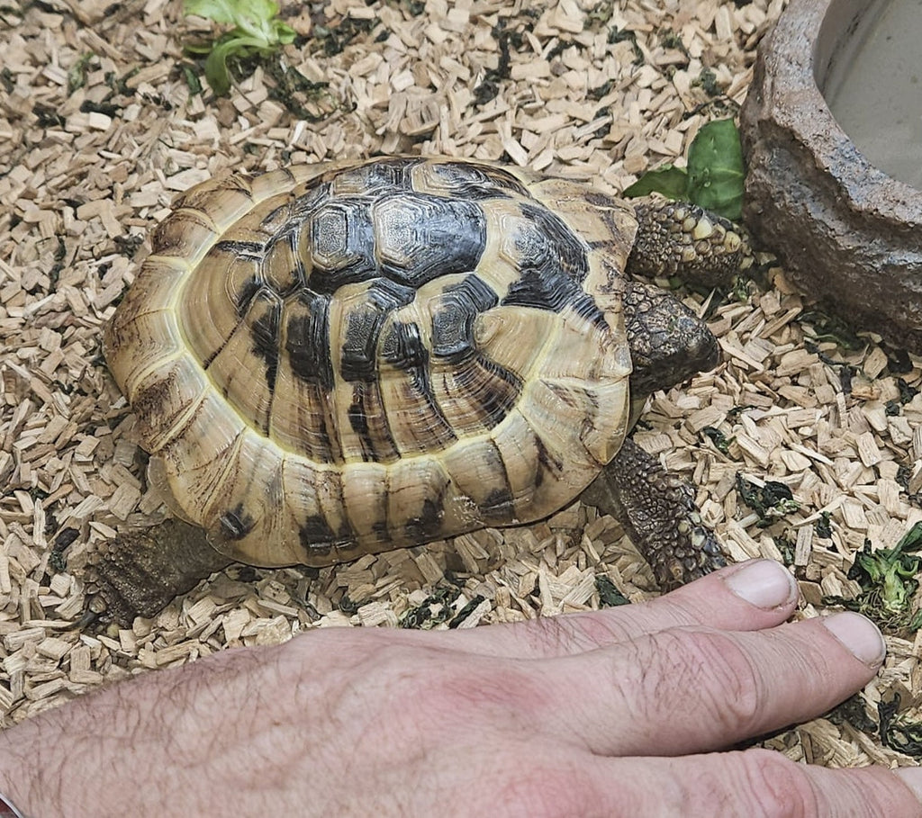 Griechische Landschildkröte zu verkaufen