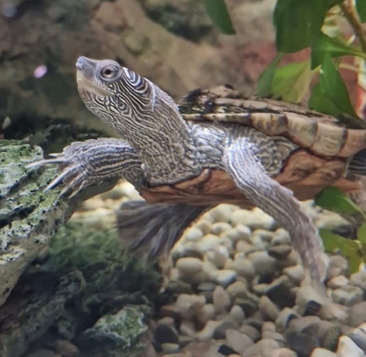 2 Misses Zippi Wasserschildkröten