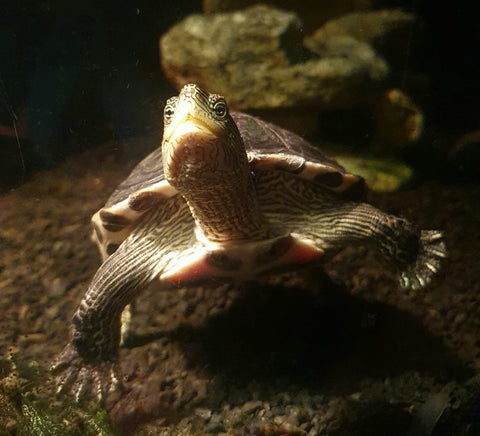 Wasserschildkröte zu verkaufen