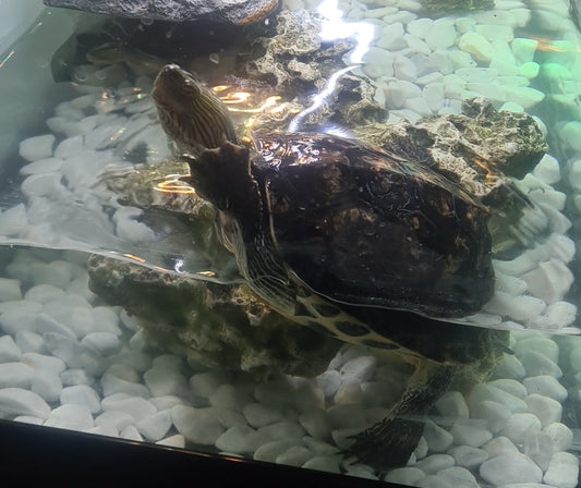 2 Wasserschildkröten Schildi und Schildo