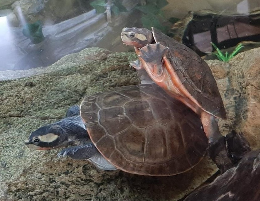Rotbauchspitzkopf Schildkröten