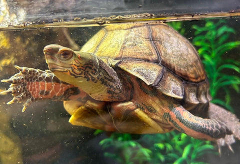 Rhinnoclemmys pulcherima, Erdschildkröte, ausgewachsen