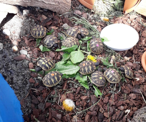 Zuchtaufgabe Griechische Landschildkröten