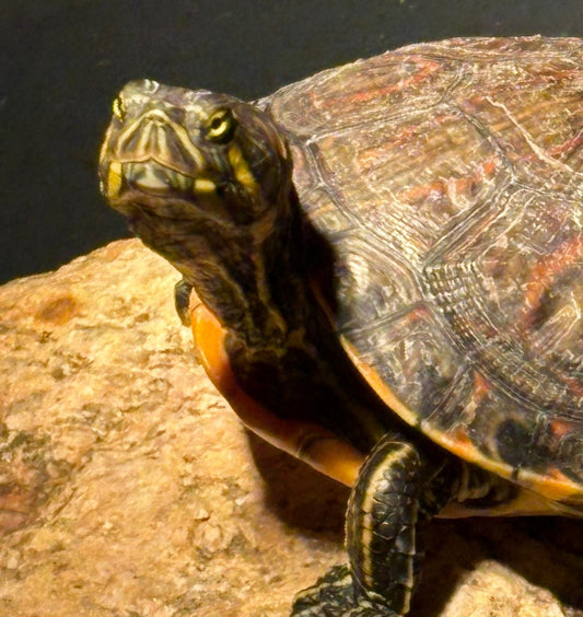 Mexikanische ornament Schildkröte zu verkaufen