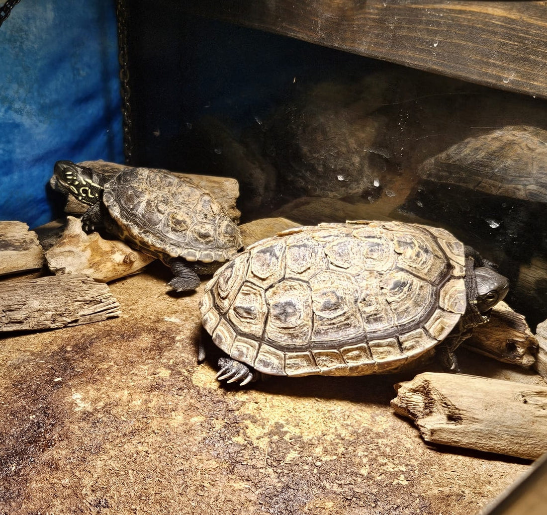 2 Dreikielschildkröten
