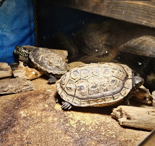 2 Dreikielschildkröten