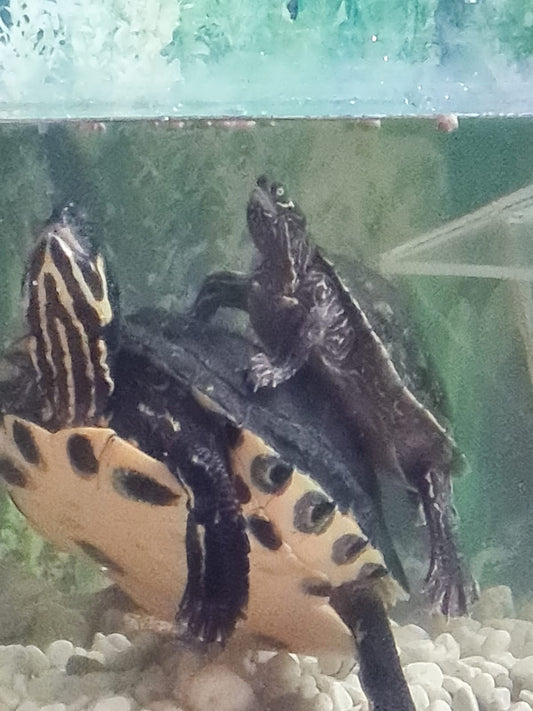 2 Wasserschildkröten abzugeben