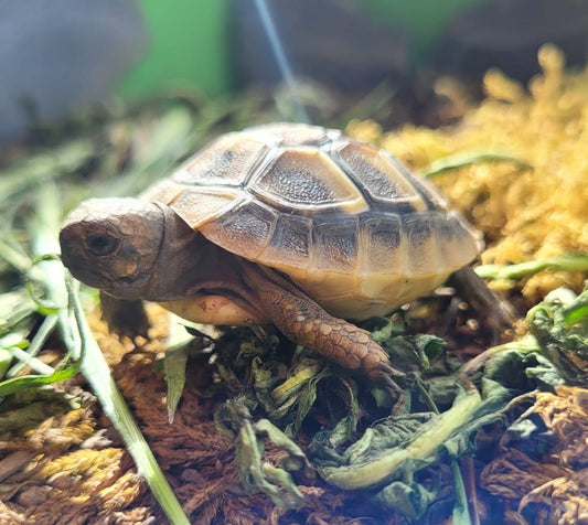 Griechische Landschildkröten Babys aus eigener Nachzucht zu verkaufen