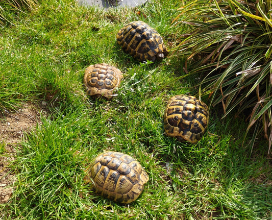 Griechische Landschildkröten THB m2007 w2008 w2010