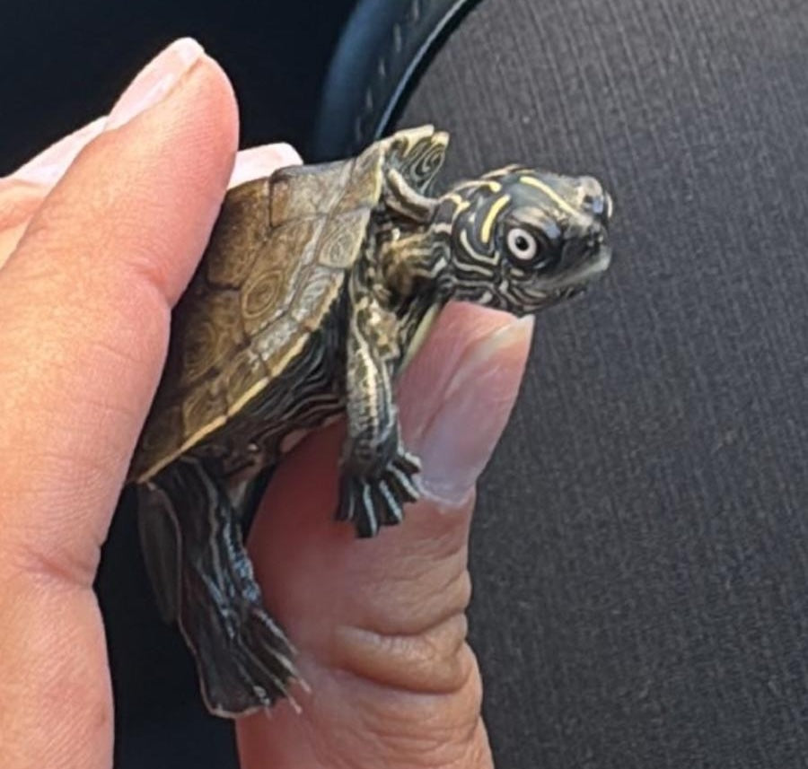 Mississippi Höckerschildkröte