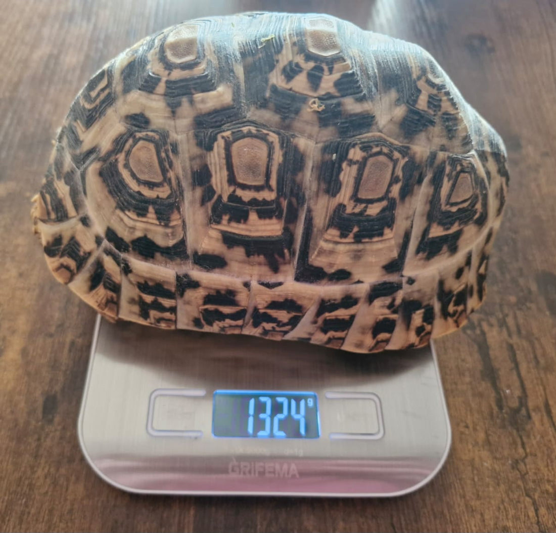 2 Pantherschildkröten abzugeben