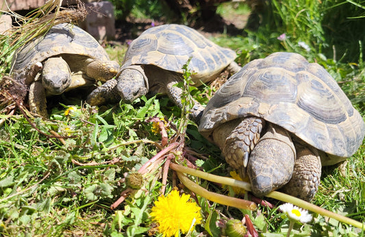 3 Griechische Landschildkröten abzugeben, geb. 2014