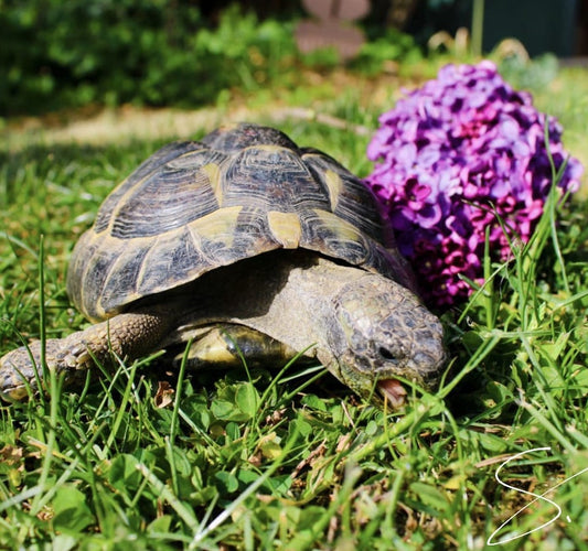 Griechische Landschildkröte