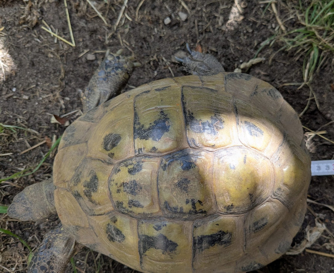 Griechische Landschildkröte, männlich ca 55 Jahre alt