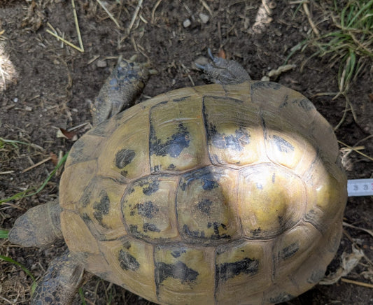 Griechische Landschildkröte, männlich ca 55 Jahre alt