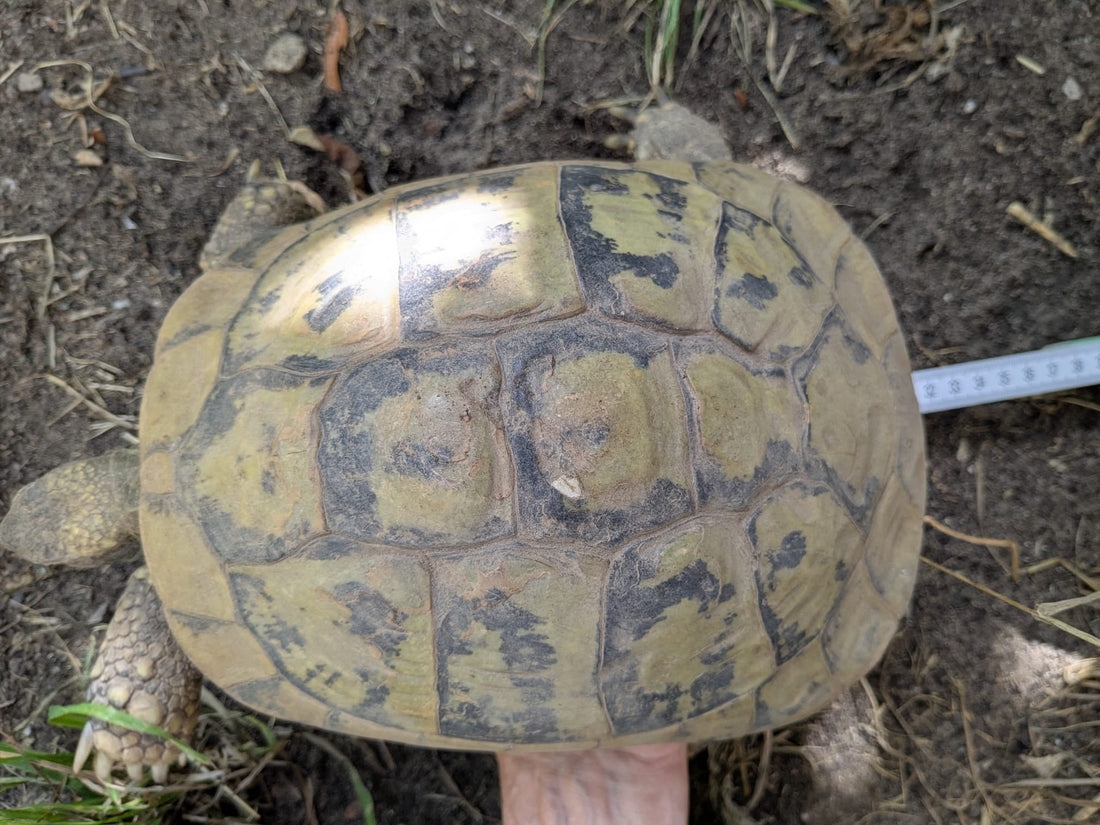 Griechische Landschildkröte, weiblich 60 Jahre alt