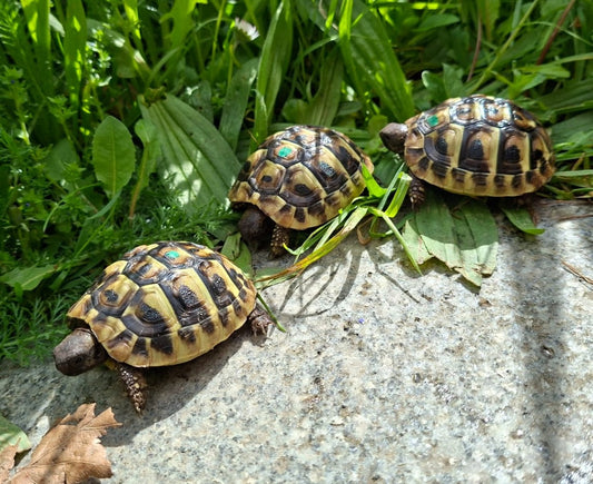 Griechische Landschildkröte NZ 2025