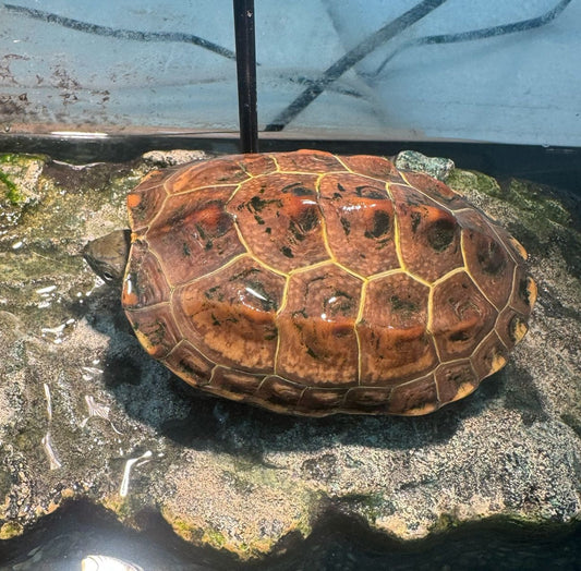 Chinesische Dreikiel Schildkröte